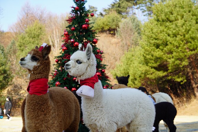Alpaca, Nami, Eobi with Rail Bike or Strawberry - Key takeaways before you go