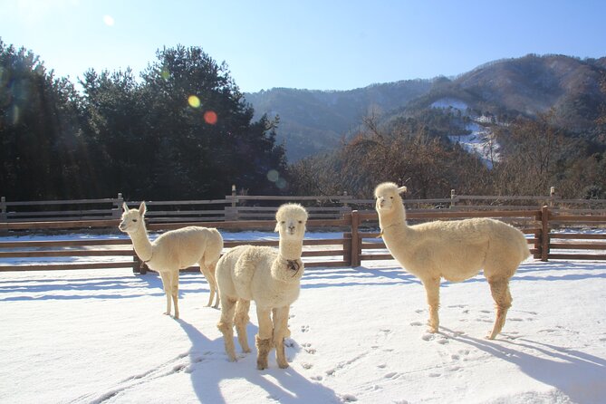 Alpaca, Nami, Eobi with Rail Bike or Strawberry - How the schedule flows (and what changes with rail bike or strawberries)