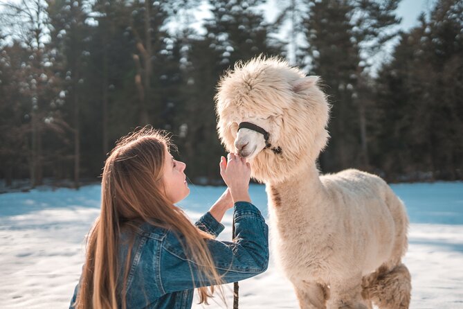 Alpaca World & Nami Island & Garden of Morning Calm One Day Tour - Where this tour shines (and where it may not)