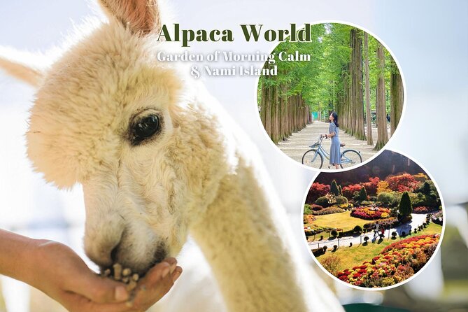 Alpaca World & Nami Island & Garden of Morning Calm One Day Tour - Price and value: what $78.52 buys you