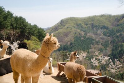 Alpaca World Tour with Nami Island (optional Railbike or Garden) - Stop 1: Alpaca World, where feeding time is the whole point