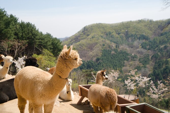 Alpaca World Tour with Nami Island (optional Railbike or Garden) - Stop 1: Alpaca World, where feeding time is the whole point