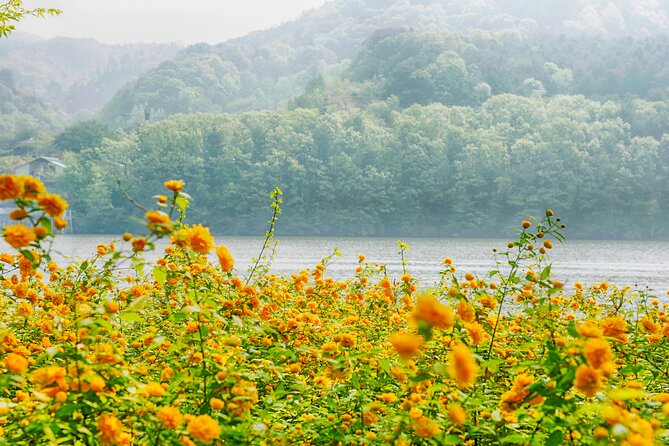 Day Trip to Nami Island with Rail bike and The Garden of Morning Calm - Gangchon Rail Park: rail bikes, views, and why this is the memorable bit