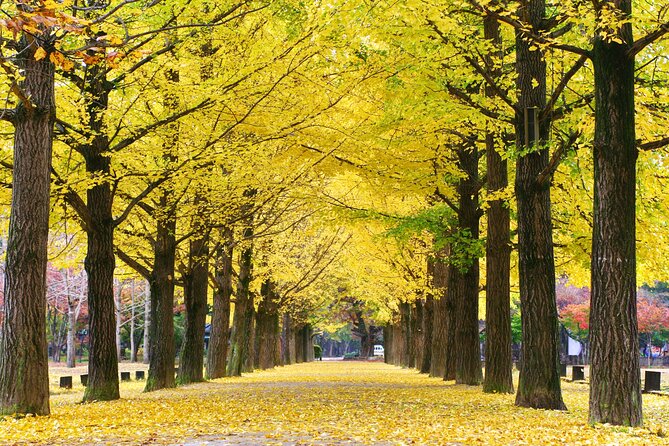 Full Day Private Tour Nami Island, Garden & Petite France - Price and Value: What You’re Paying For (and What You Might Question)