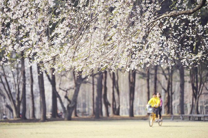 Mount Seorak and Nami Island One Day Tour from Seoul - Who this tour suits best