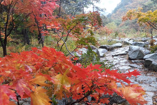 Mt. Seorak+Nami Island+Garden of Morning Calm Day Trip from Seoul - Garden of Morning Calm: your time to breathe after mountain and crowds