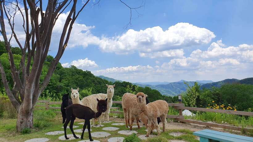 Seoul: Alpaca, Nami, Morning Calm or Eobi (+Rail Bike) - Key takeaways before you go