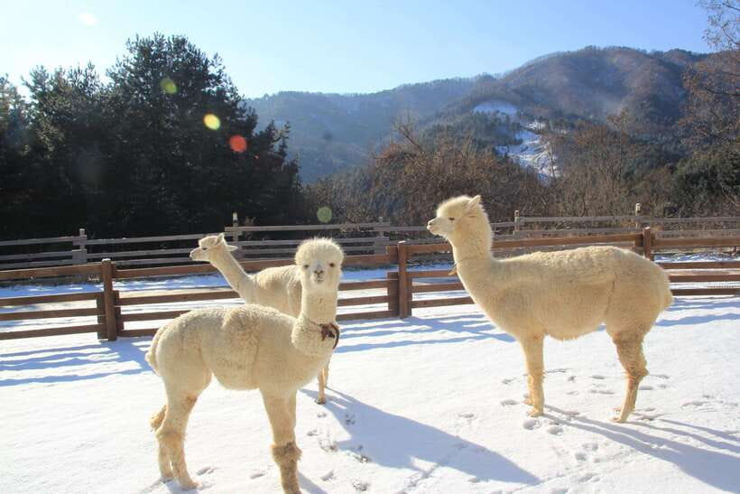 Seoul: Alpaca, Nami, Morning Calm or Eobi (+Rail Bike) - Nami Island: Winter Sonata Fame Meets Real-Time Strolls