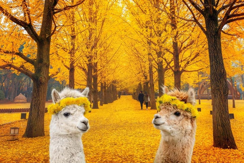 Seoul: Alpaca World & Nami Island optional Gangchon Railbike - Gangchon Railbike: Pedaling Old Railway Tracks for Big Views