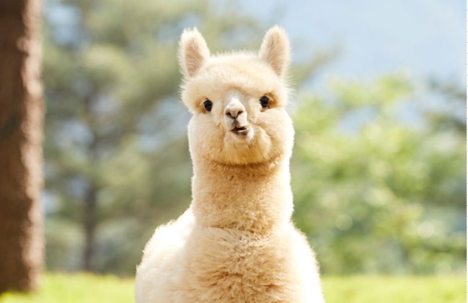 Seoul: Gangwon-do Day Trip with Alpaca World & Nami Island - Practical Tips That Make the Day Smoother