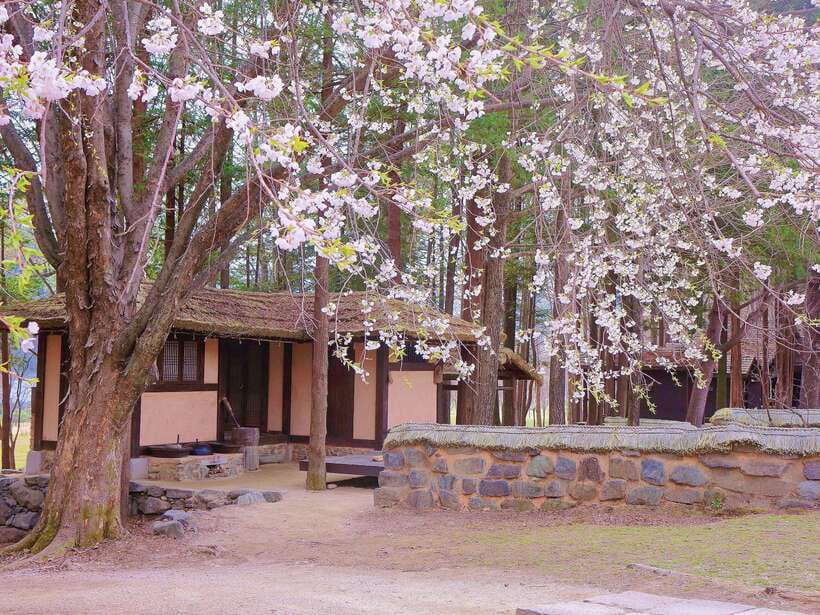 Seoul: Mt.Seorak, Nami Island, No Shopping(+RailBike Option) - No shopping, but still a full 14-hour day: pacing tips that matter