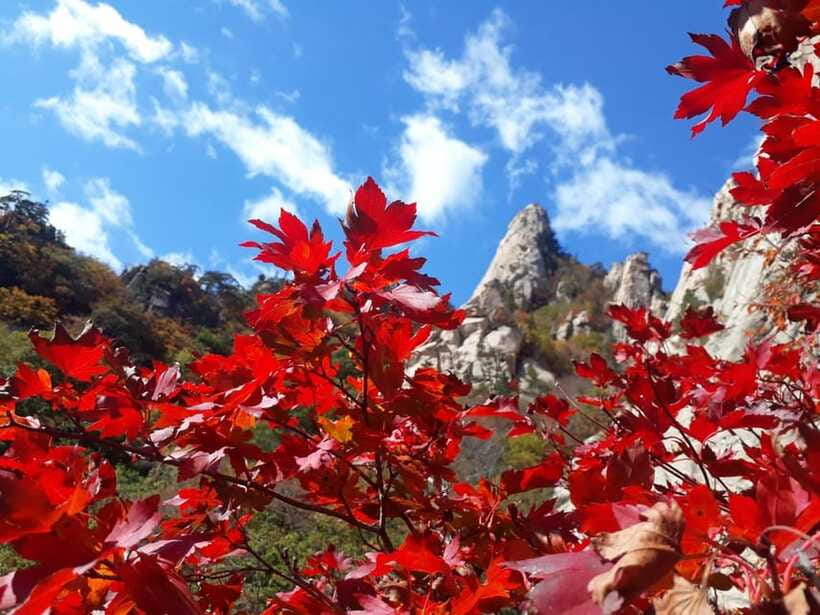 Seoul: Mt.Seorak, Nami Island, No Shopping(+RailBike Option) - Who this tour suits best (and who should rethink it)