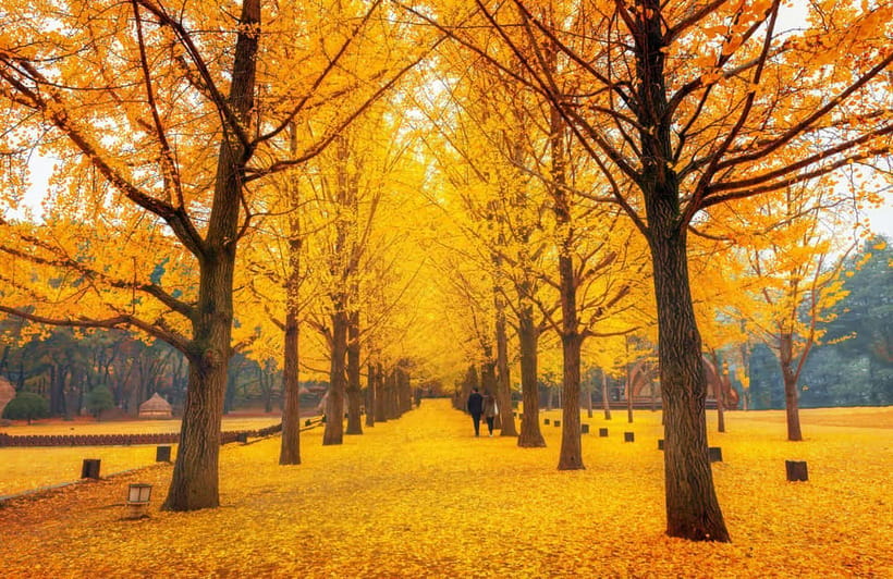 Seoul: Nami Island, Garden and Petite France (opt. Railbike) - What $83 buys you (and how to judge the value)