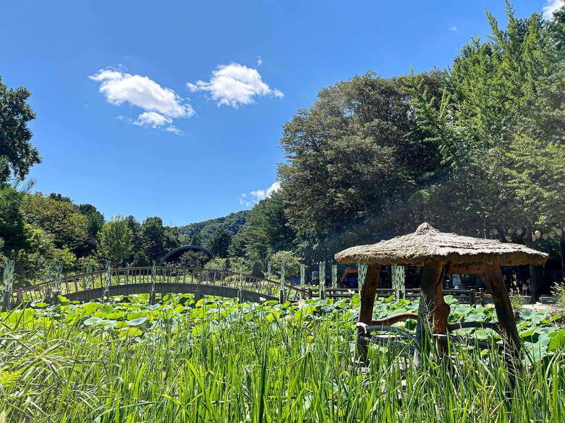 Seoul: Nami Island & Petite France Tour with Railbike Option - Key things to know before you go
